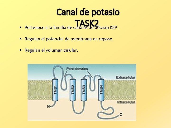 § Canal de potasio TASK 2 Pertenece a la familia de canales de potasio