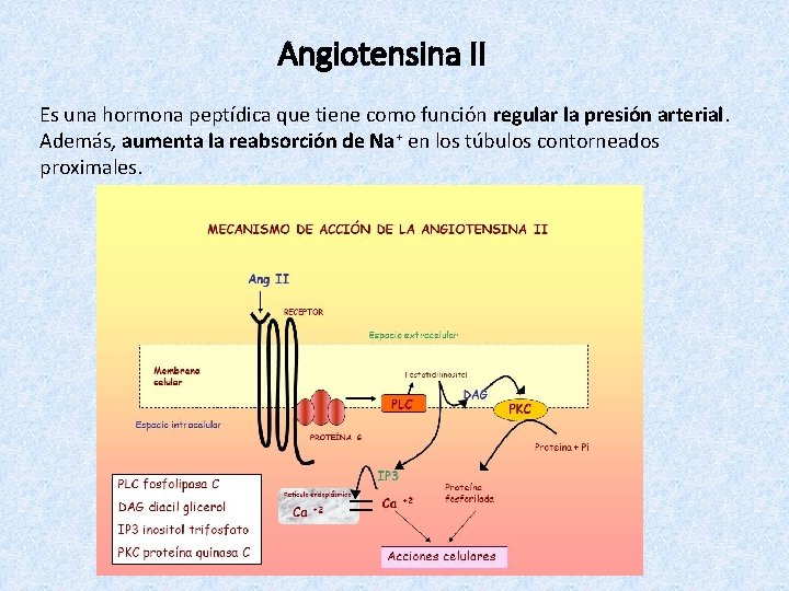 Angiotensina II Es una hormona peptídica que tiene como función regular la presión arterial.