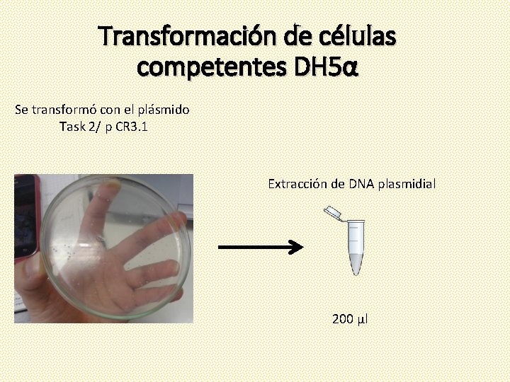 Transformación de células competentes DH 5α Se transformó con el plásmido Task 2/ p