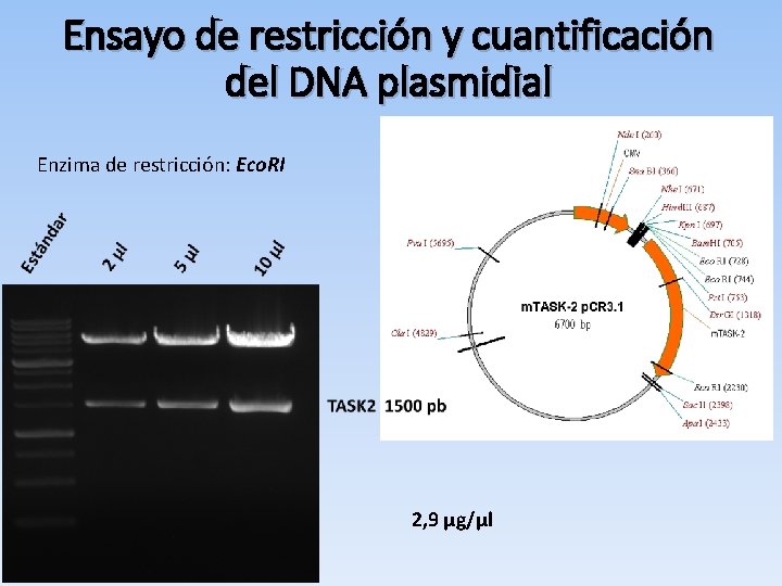Ensayo de restricción y cuantificación del DNA plasmidial Enzima de restricción: Eco. RI 2,