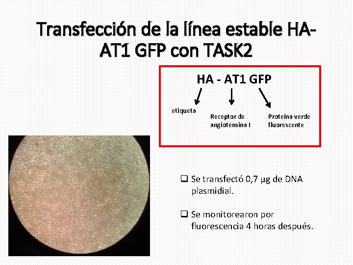 Transfección de la línea estable HAAT 1 GFP con TASK 2 HA - AT