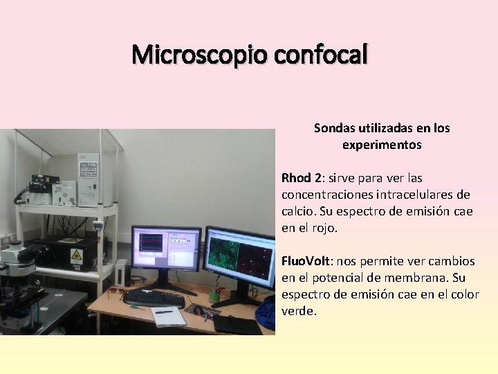 Microscopio confocal Sondas utilizadas en los experimentos Rhod 2: sirve para ver las concentraciones