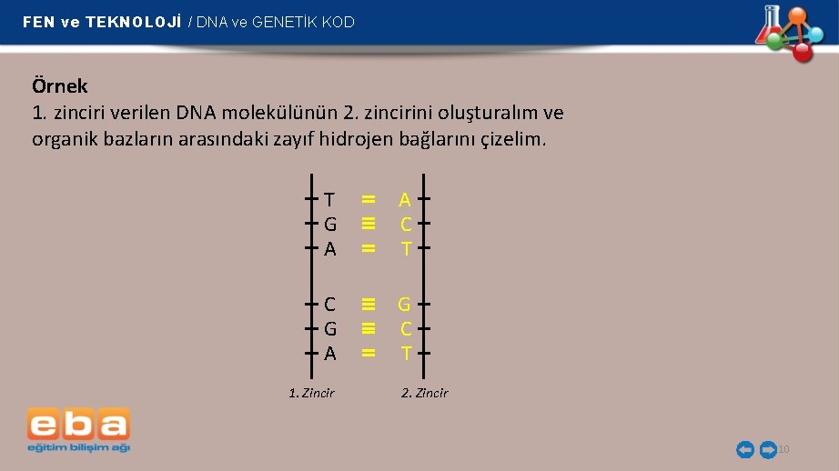 FEN ve TEKNOLOJİ / DNA ve GENETİK KOD Örnek 1. zinciri verilen DNA molekülünün