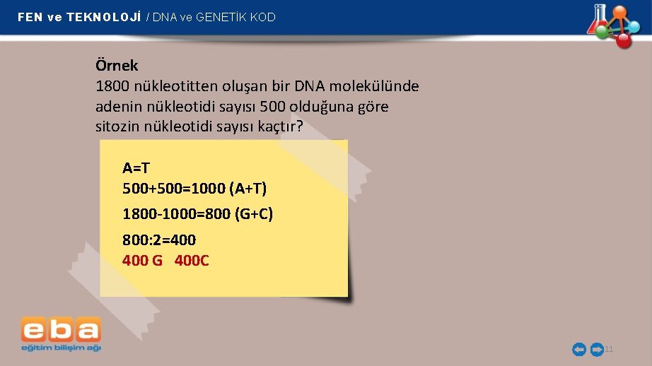 FEN ve TEKNOLOJİ / DNA ve GENETİK KOD Örnek 1800 nükleotitten oluşan bir DNA