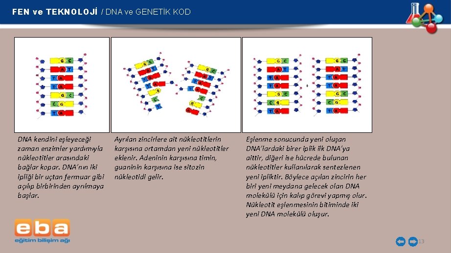FEN ve TEKNOLOJİ / DNA ve GENETİK KOD DNA kendini eşleyeceği zaman enzimler yardımıyla
