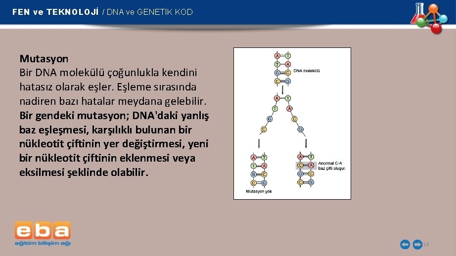 FEN ve TEKNOLOJİ / DNA ve GENETİK KOD Mutasyon Bir DNA molekülü çoğunlukla kendini