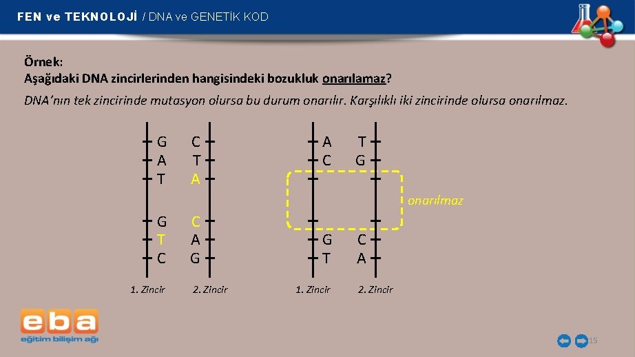 FEN ve TEKNOLOJİ / DNA ve GENETİK KOD Örnek: Aşağıdaki DNA zincirlerinden hangisindeki bozukluk