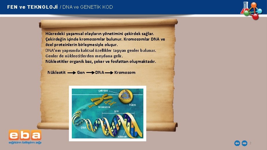 FEN ve TEKNOLOJİ / DNA ve GENETİK KOD Hücredeki yaşamsal olayların yönetimini çekirdek sağlar.