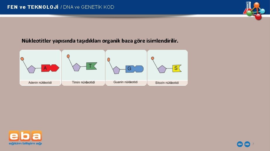 FEN ve TEKNOLOJİ / DNA ve GENETİK KOD Nükleotitler yapısında taşıdıkları organik baza göre