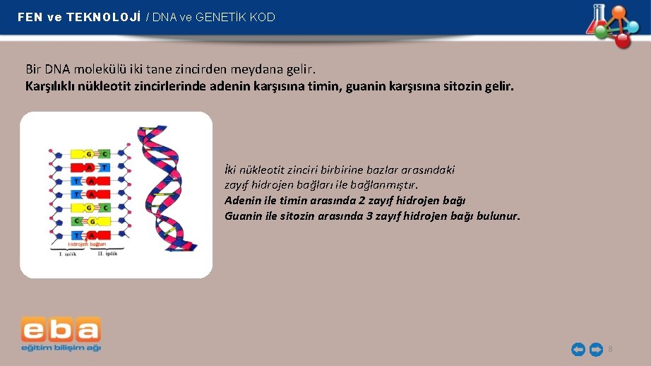 FEN ve TEKNOLOJİ / DNA ve GENETİK KOD Bir DNA molekülü iki tane zincirden