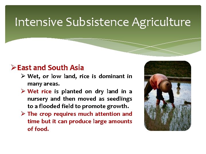 Intensive Subsistence Agriculture ØEast and South Asia Ø Wet, or low land, rice is Intensive Subsistence Agriculture ØEast and South Asia Ø Wet, or low land, rice is