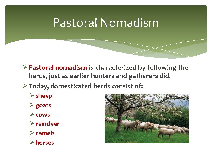 Pastoral Nomadism Ø Pastoral nomadism is characterized by following the herds, just as earlier Pastoral Nomadism Ø Pastoral nomadism is characterized by following the herds, just as earlier