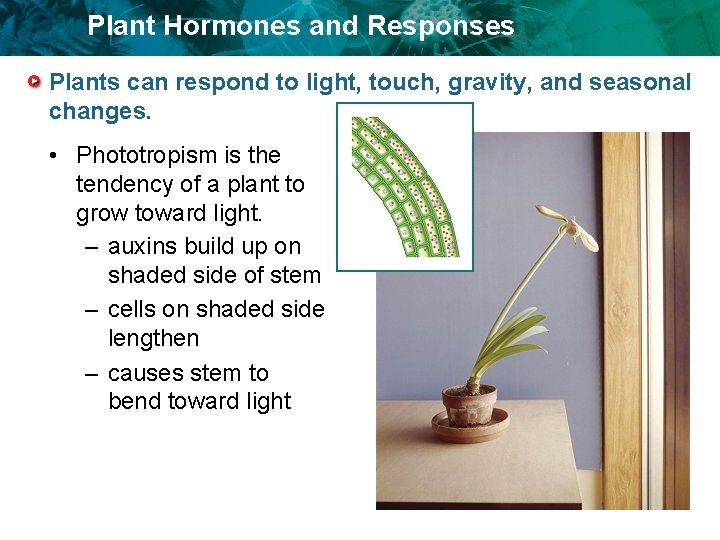 Plant Hormones and Responses Plants can respond to light, touch, gravity, and seasonal changes.