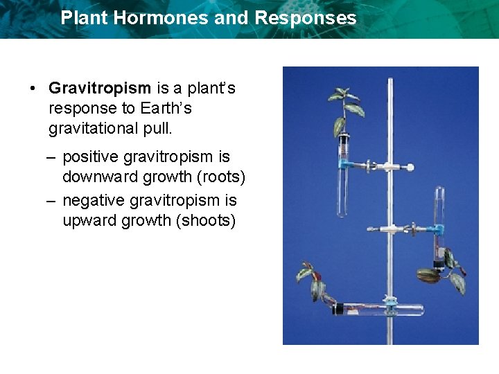 Plant Hormones and Responses • Gravitropism is a plant’s response to Earth’s gravitational pull.