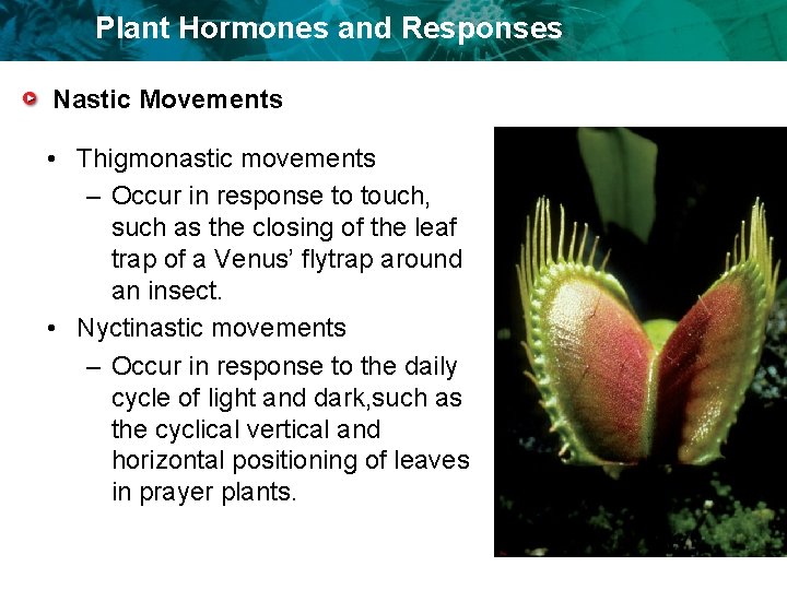 Plant Hormones and Responses Nastic Movements • Thigmonastic movements – Occur in response to
