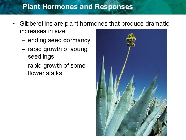 Plant Hormones and Responses • Gibberellins are plant hormones that produce dramatic increases in
