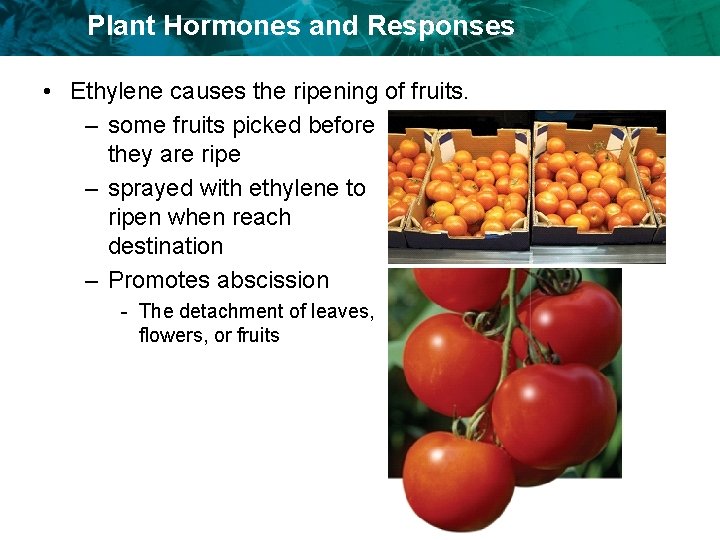 Plant Hormones and Responses • Ethylene causes the ripening of fruits. – some fruits