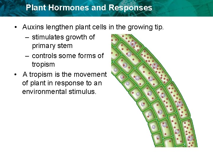 Plant Hormones and Responses • Auxins lengthen plant cells in the growing tip. –