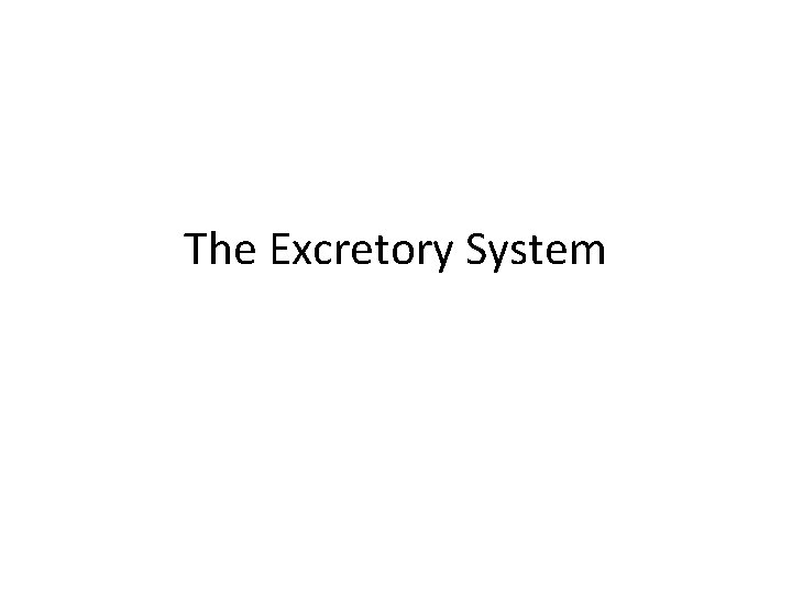 The Excretory System 
