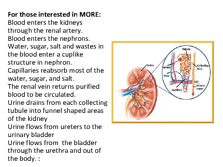 For those interested in MORE: Blood enters the kidneys through the renal artery. Blood
