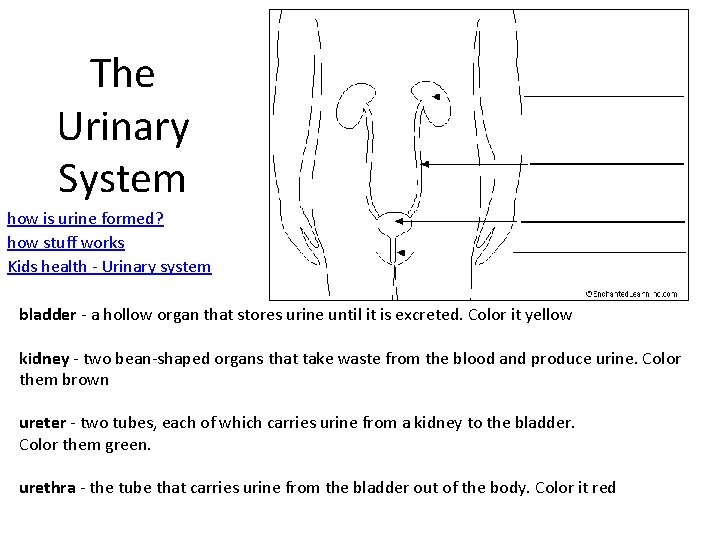 The Urinary System how is urine formed? how stuff works Kids health - Urinary