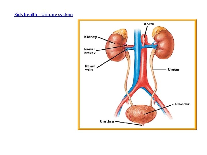 Kids health - Urinary system 
