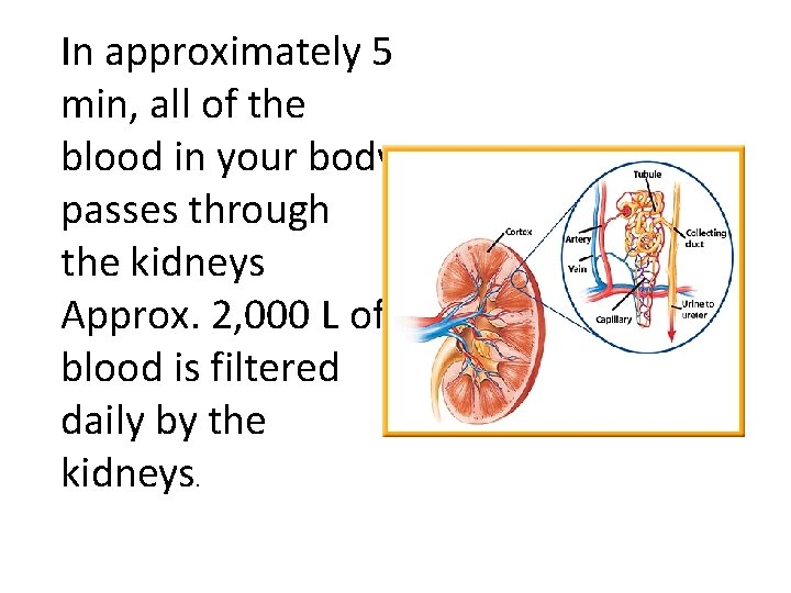 In approximately 5 min, all of the blood in your body passes through the