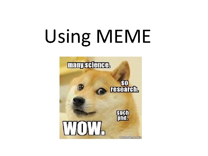 Using MEME 