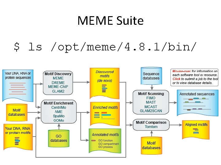 MEME Suite $ ls /opt/meme/4. 8. 1/bin/ 