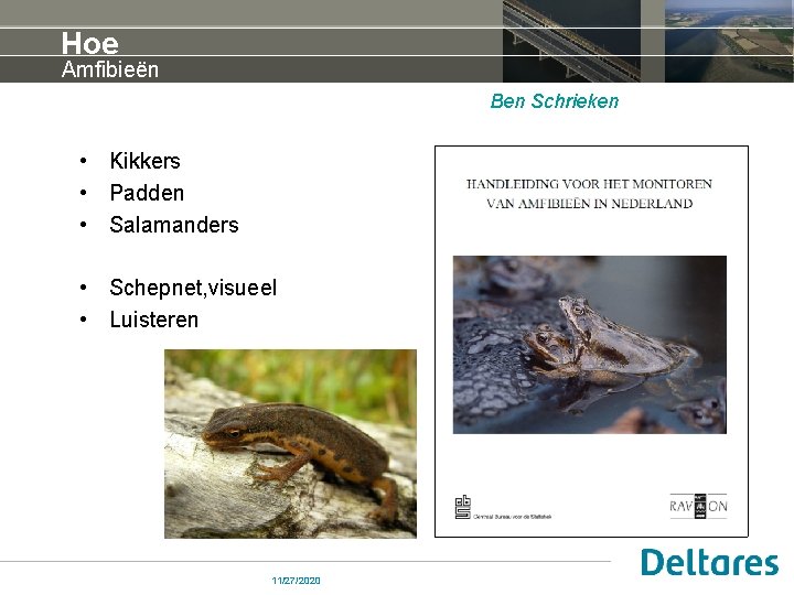 Hoe Amfibieën Ben Schrieken • Kikkers • Padden • Salamanders • Schepnet, visueel •