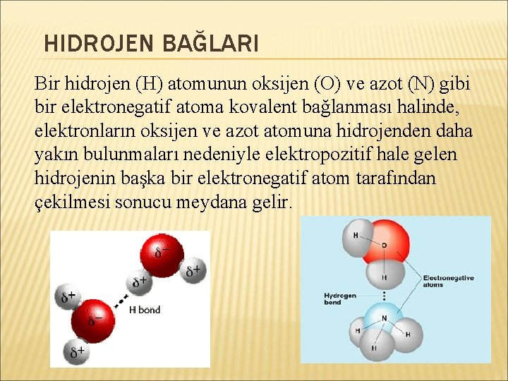 HIDROJEN BAĞLARI Bir hidrojen (H) atomunun oksijen (O) ve azot (N) gibi bir elektronegatif