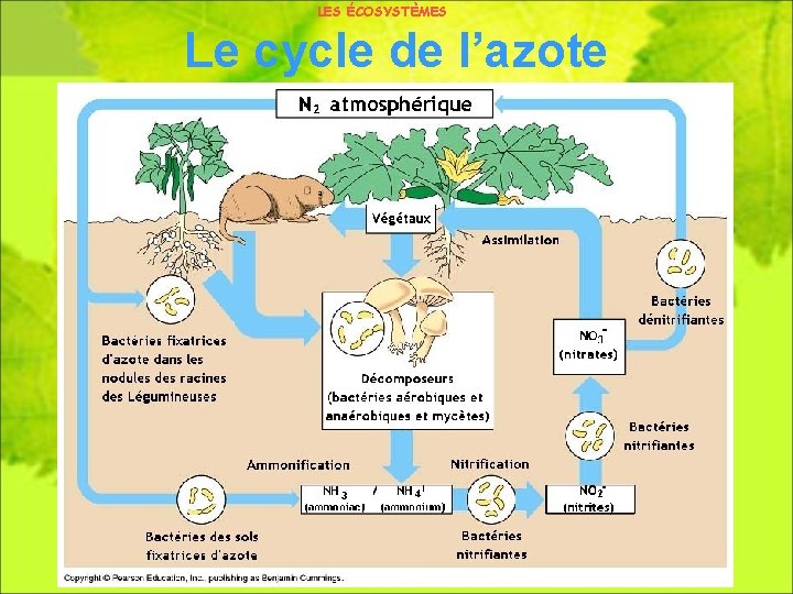 LES ÉCOSYSTÈMES Le cycle de l’azote 