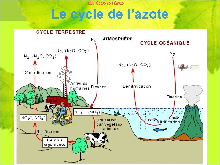 LES ÉCOSYSTÈMES Le cycle de l’azote 