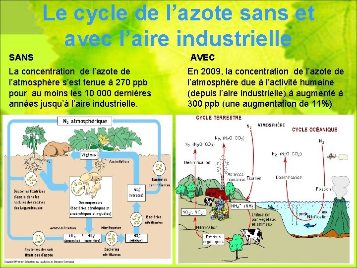 Le cycle de l’azote sans et avec l’aire industrielle SANS La concentration de l’azote