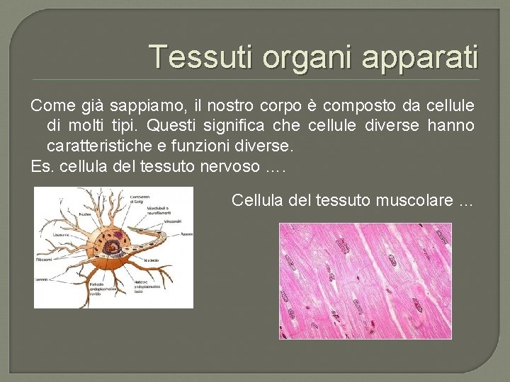 Tessuti organi apparati Come già sappiamo, il nostro corpo è composto da cellule di