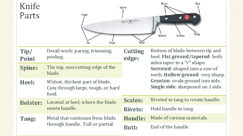Knife Parts Tip/ Point Detail work: paring, trimming, peeling. Spine: The top, non-cutting edge
