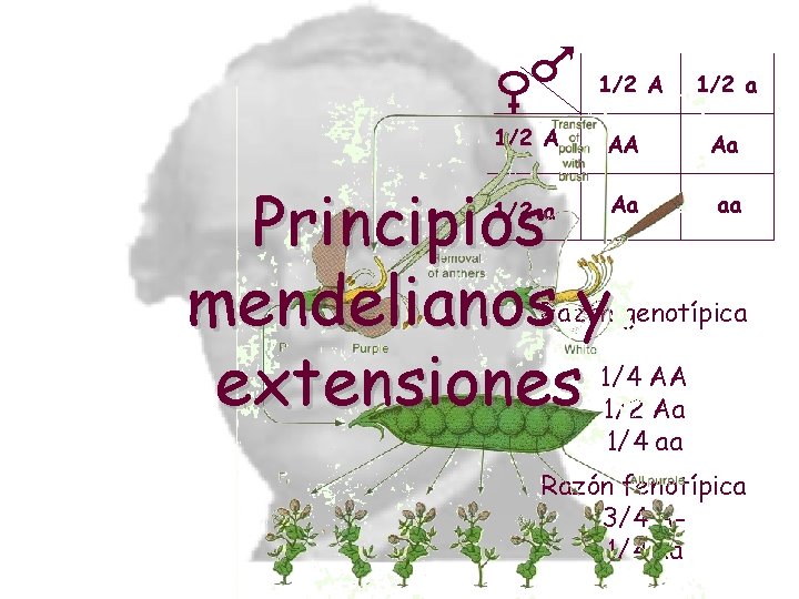 1/2 A AA Principios mendelianos y extensiones 1/2 a Aa aa Razón genotípica 1/4 1/2 A AA Principios mendelianos y extensiones 1/2 a Aa aa Razón genotípica 1/4