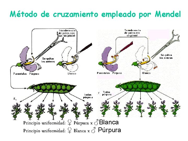 Método de cruzamiento empleado por Mendel Principio uniformidad: ♀ Púrpura x ♂Blanca Principio uniformidad: Método de cruzamiento empleado por Mendel Principio uniformidad: ♀ Púrpura x ♂Blanca Principio uniformidad: