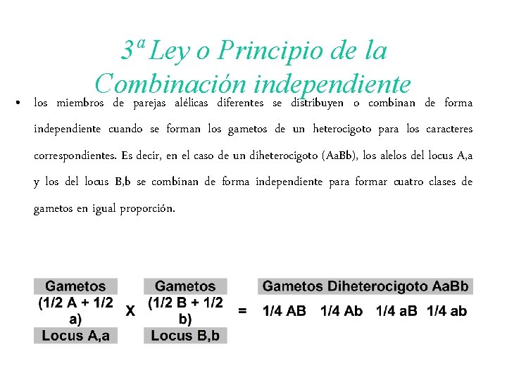 • los 3ª Ley o Principio de la Combinación independiente miembros de parejas • los 3ª Ley o Principio de la Combinación independiente miembros de parejas
