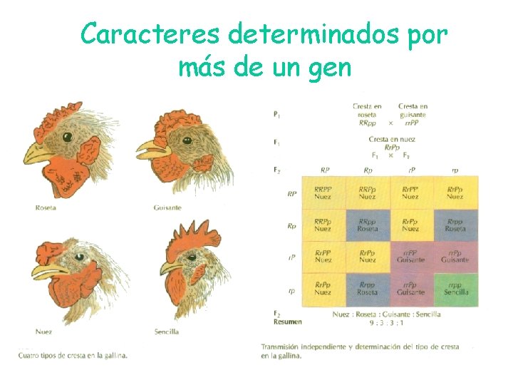 Caracteres determinados por más de un gen Caracteres determinados por más de un gen