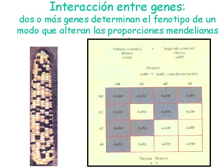 Interacción entre genes: dos o más genes determinan el fenotipo de un modo que Interacción entre genes: dos o más genes determinan el fenotipo de un modo que