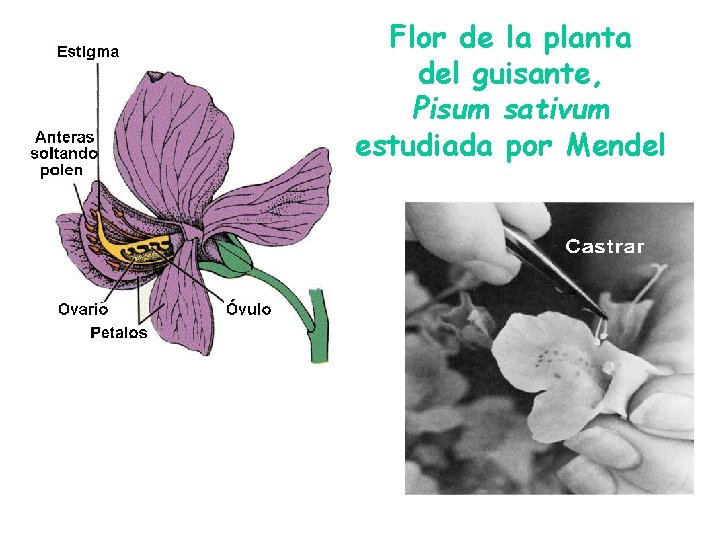 Flor de la planta del guisante, Pisum sativum estudiada por Mendel Flor de la planta del guisante, Pisum sativum estudiada por Mendel