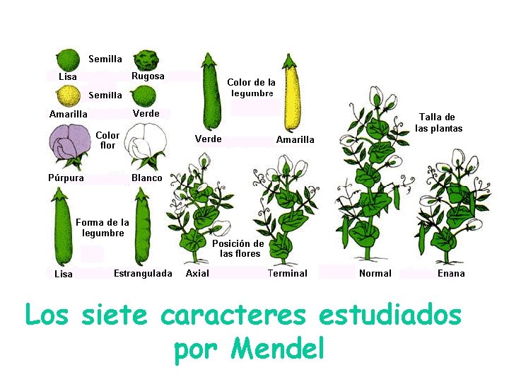 Los siete caracteres estudiados por Mendel Los siete caracteres estudiados por Mendel