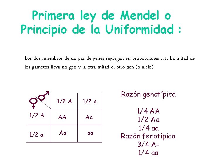 Primera ley de Mendel o Principio de la Uniformidad : Los dos miembros de Primera ley de Mendel o Principio de la Uniformidad : Los dos miembros de