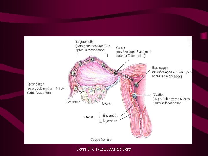 Cours IFSI Tenon Christèle Vérot 