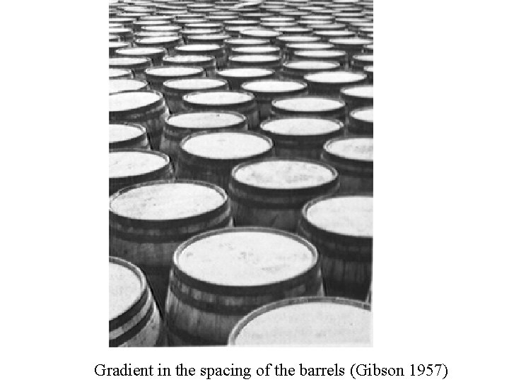 Gradient in the spacing of the barrels (Gibson 1957) 