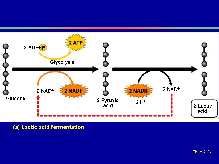 2 ADP+ 2 Glycolysis 2 NAD Glucose 2 Pyruvic acid + 2 H 2