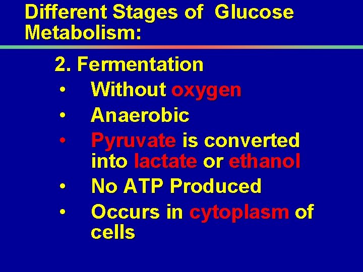 Different Stages of Glucose Metabolism: 2. Fermentation • Without oxygen • Anaerobic • Pyruvate