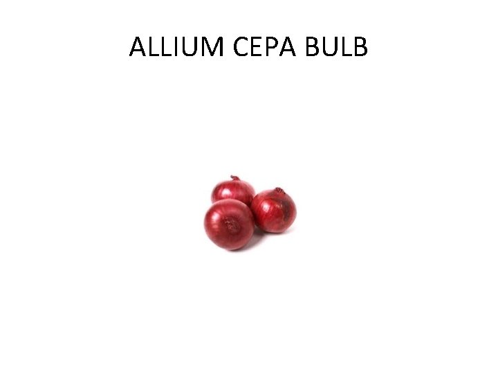 ALLIUM CEPA BULB 