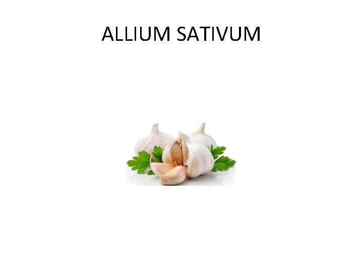 ALLIUM SATIVUM 